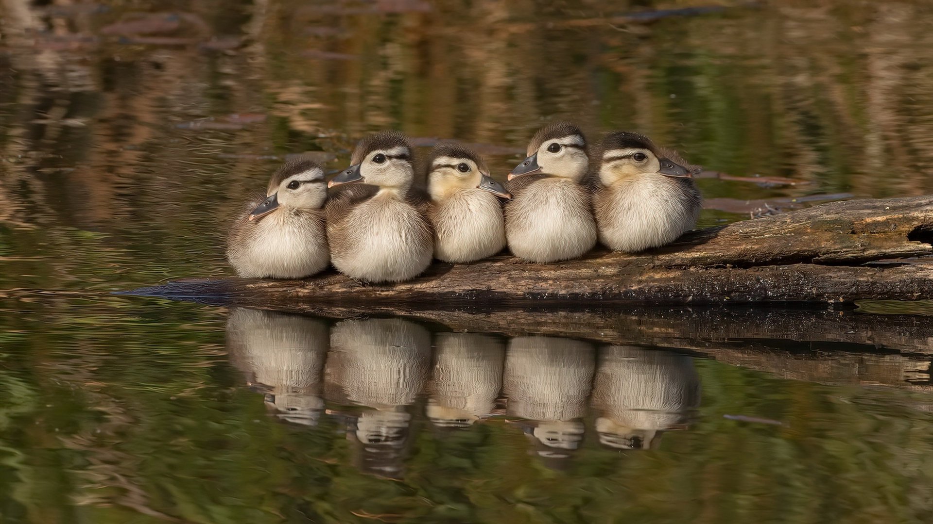 开云平台-加维，卡塔尔夜空下，少年用钢铁意志与绚丽脚法正名