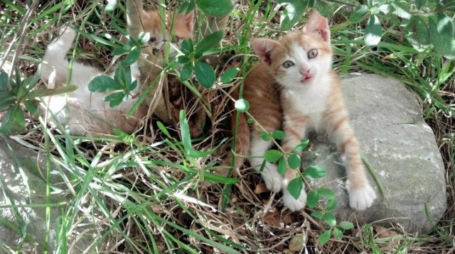 开云体育登录-杜兰特冰封北境，当布鲁克林风暴席卷吉林之巅