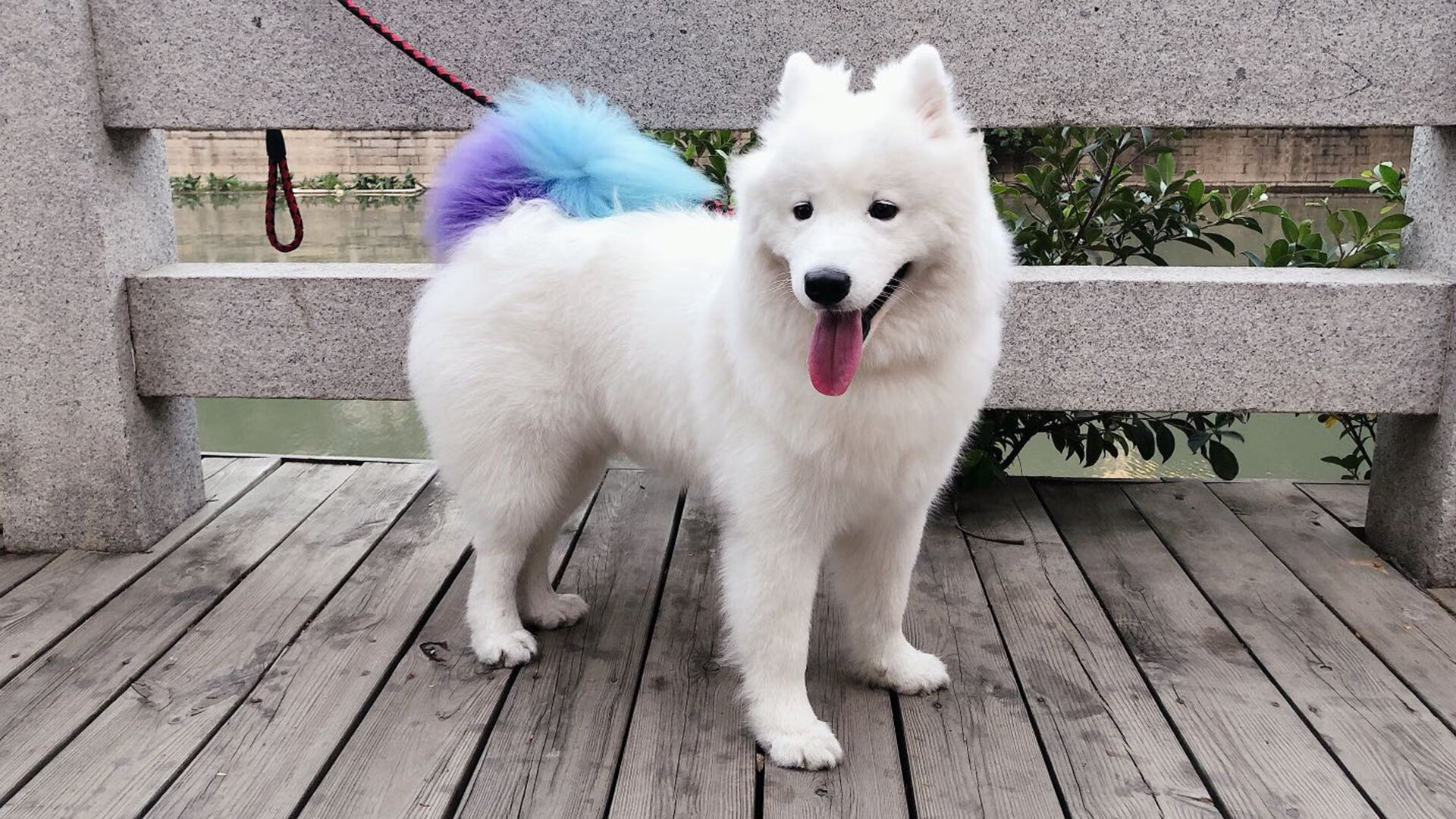 步行者制霸开拓者，武切维奇关键先生引领胜利