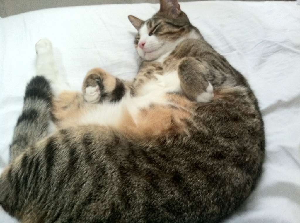 开云平台-弗拉霍维奇孤星闪耀，阿根廷锋线群收割斑马军团