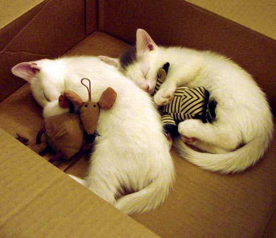 范戴克一己之力撕裂南半球!雷恩稳稳拿下新西兰,顶级中卫教你什么叫降维打击