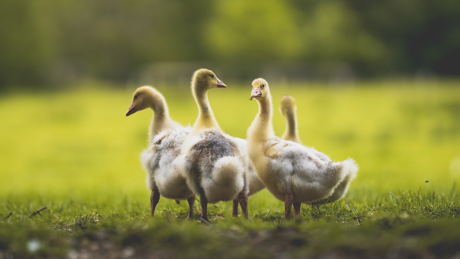 开云体育平台APP-绝境中的狂想曲，塞内加尔补时奇迹击碎牙买加梦想