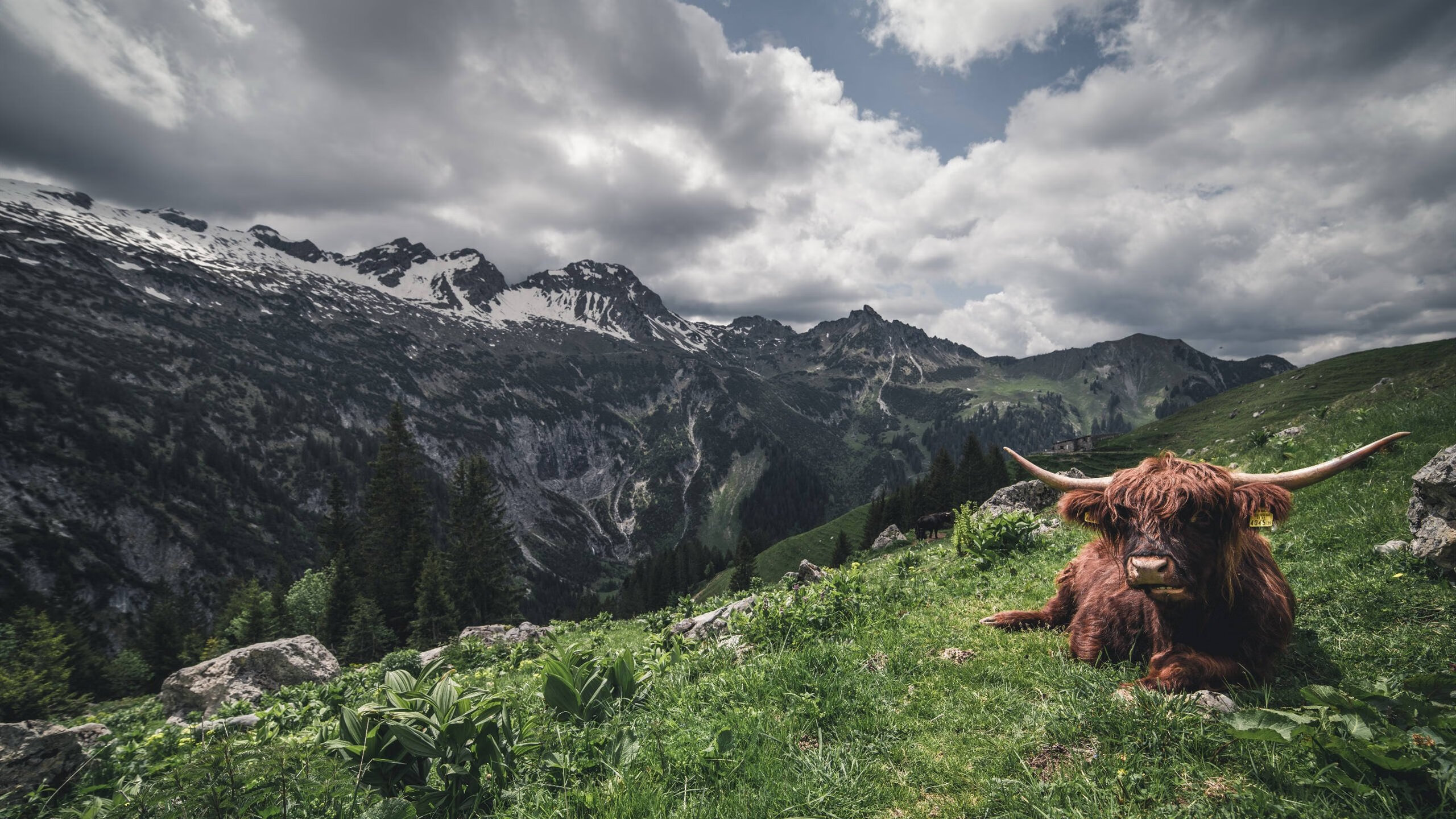 铁幕与利刃，一场以锁死为名的现代角斗