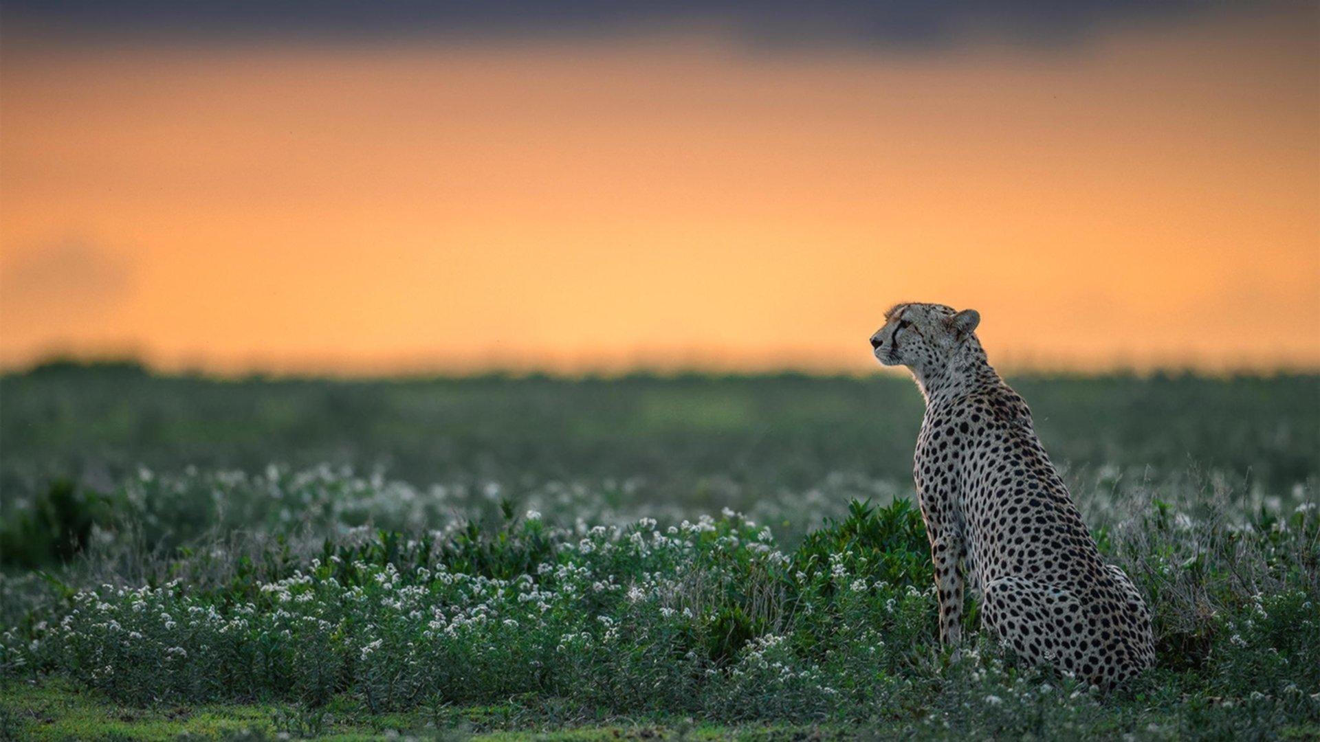 美加墨之夜,萨拉赫如神降临