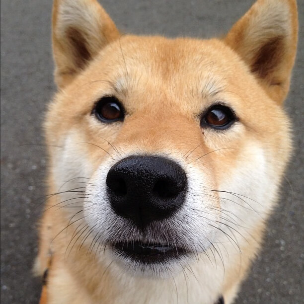 开云体育官网-皮克一夫当关，马里战术铁幕锁死爱尔兰攻势