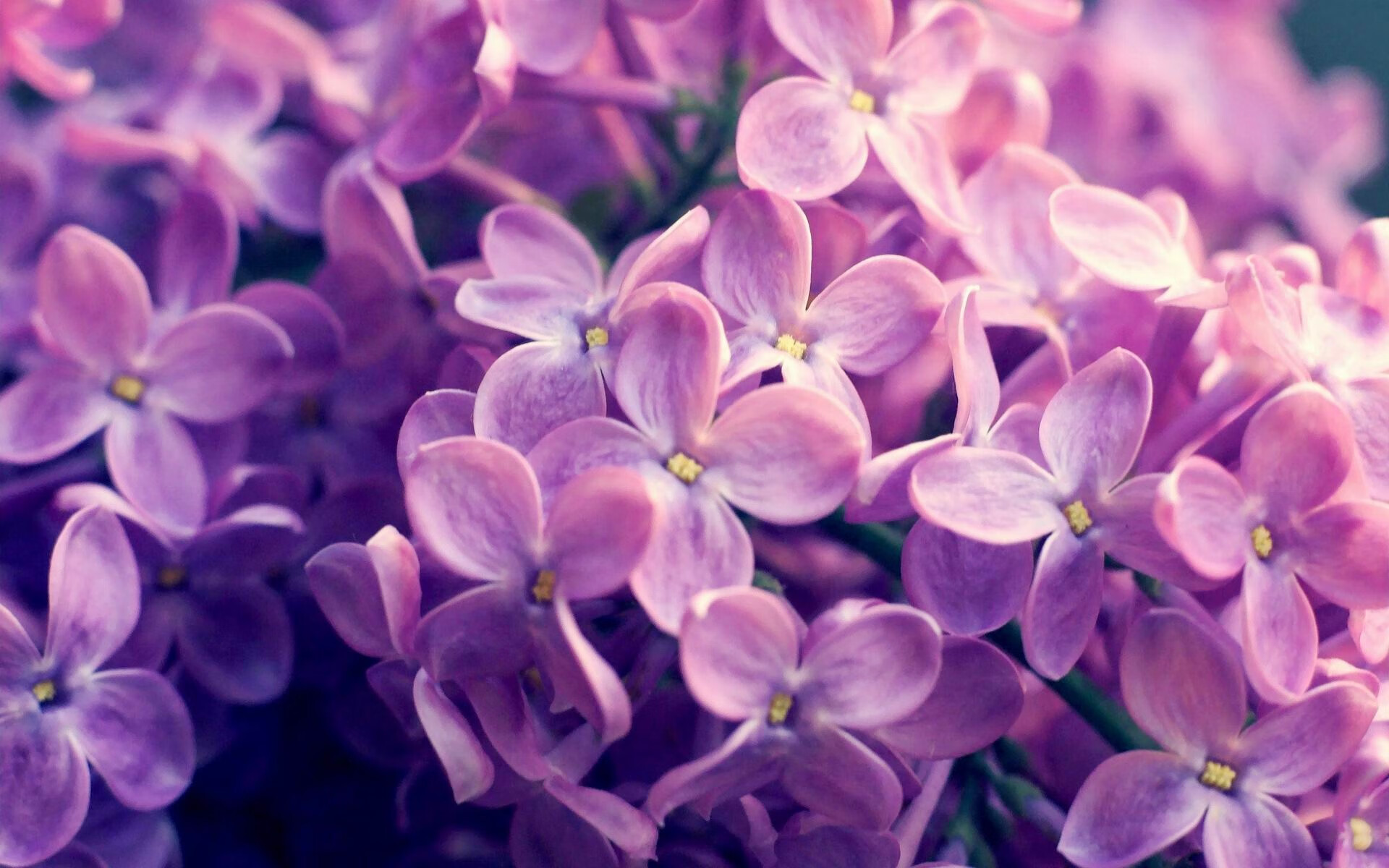 开云体育下载-新王当立，切特关键先生本色演出，掘金强势粉碎公牛