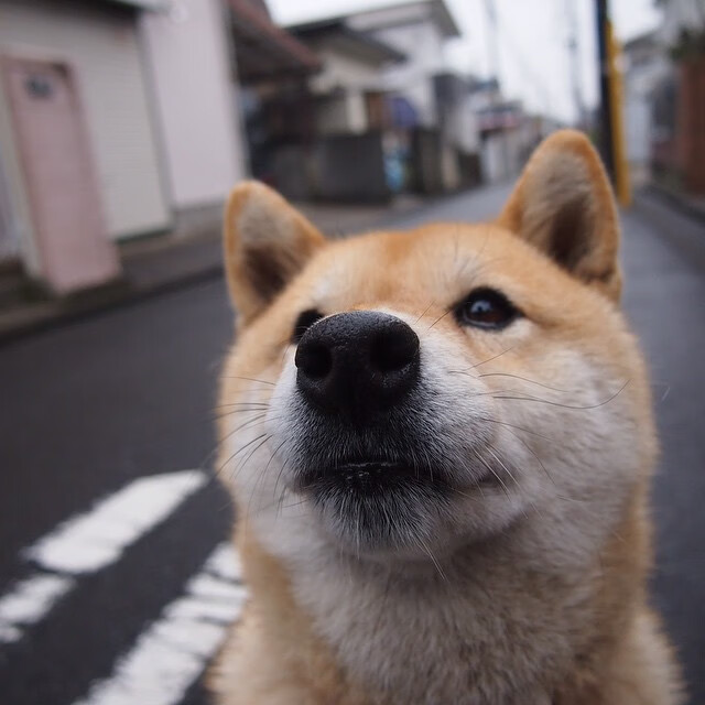 新王当立,切特关键先生本色演出,掘金强势粉碎公牛