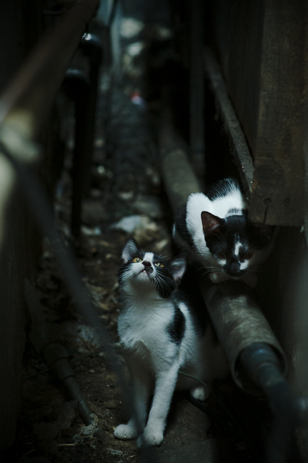 开云体育入口-破冰船班凯罗，在凯尔特人铁壁上凿开血路的艺术