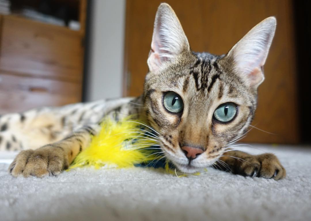 破冰船班凯罗，在凯尔特人铁壁上凿开血路的艺术