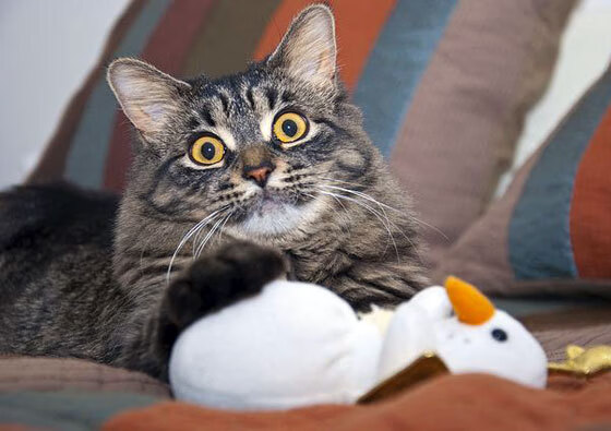 逆转命运之刃，卡拉斯科，一位被低估的关键先生