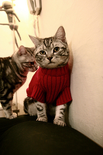 险胜与接管，森林狼的坚韧与利拉德的德比时刻—篮球世界中的关键时刻艺术