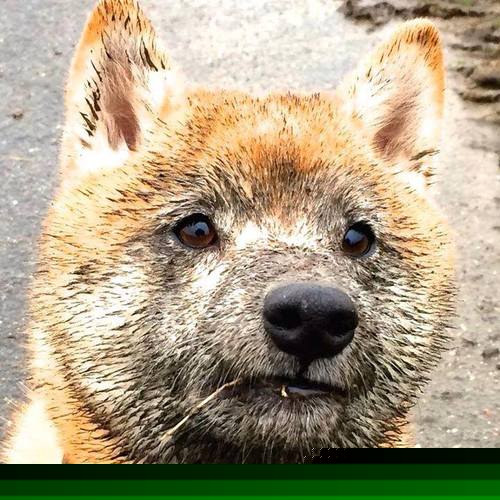 非洲雄狮咆哮,阿劳霍关键一击击碎沙漠之狐