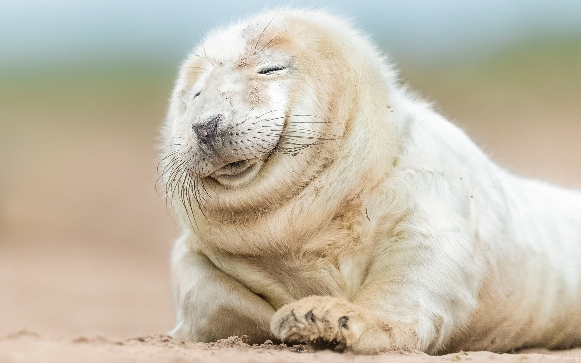 开云官网-鹈鹕对阵76人，福克斯关键战不手软，率队摘胜利