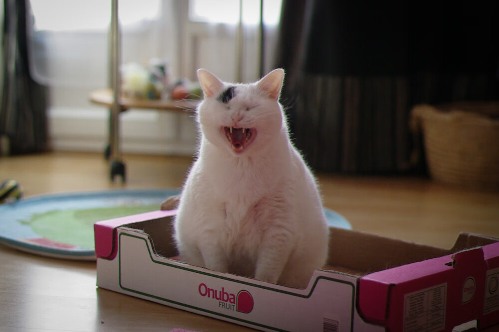 勇士终结灰熊连胜纪录，英格拉姆独领风骚率队告捷