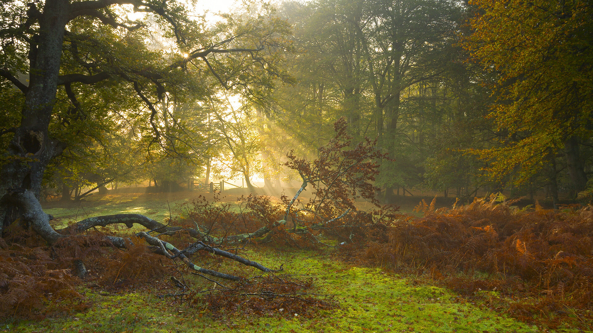 王者归来！浓眉49+20逆天改命，西决G6湖人绝境翻盘黄蜂