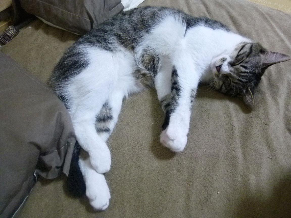 哈登终结？不，是杰伦·格林点燃了洛杉矶的夜