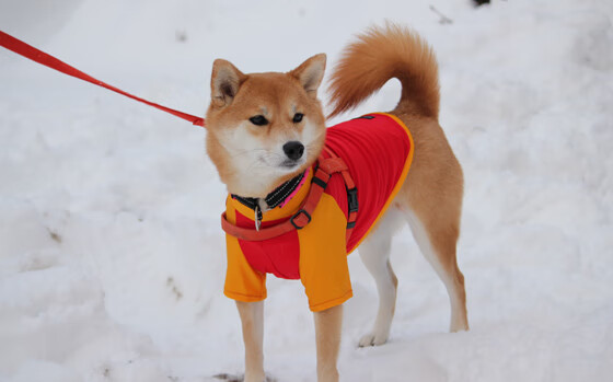 霍勒迪末节狂飙15分！吉林队险胜公牛，一己之力撕裂僵局