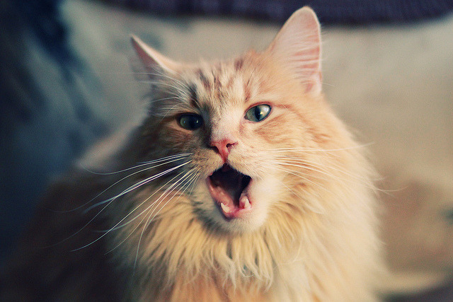 险胜的棋盘与接管的神殿，体育世界的两种胜利叙事