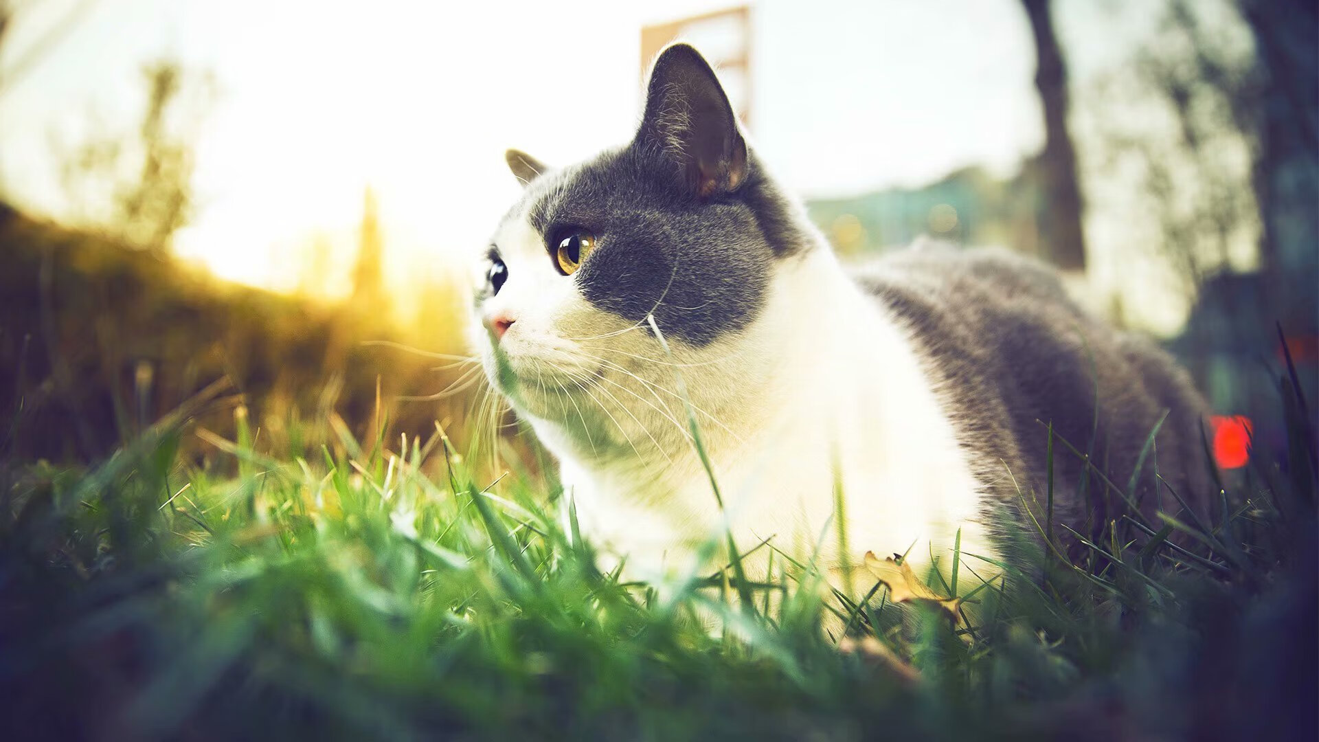 赖斯终场绝杀助皇家社会压哨击败波兰，大场面先生再立奇功