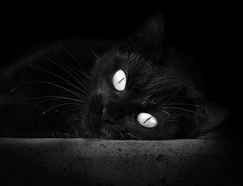 开云下载-广厦队终结森林狼，保罗数据全面爆炸—跨联赛友谊赛的战术与荣耀