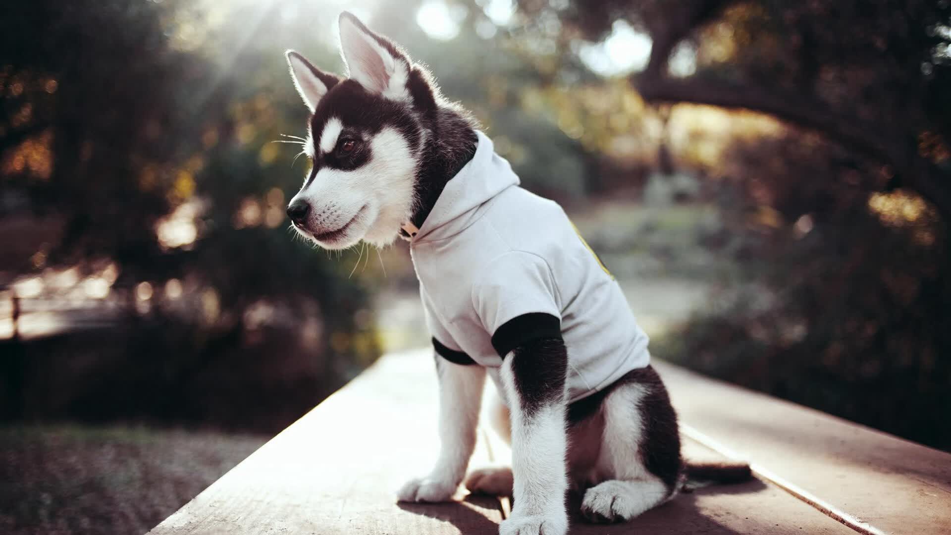 特奥，亚平宁左路永不卡膛的钢铁武器